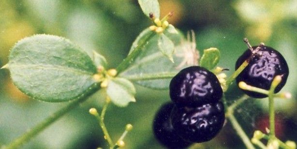 İbn-i Sina’ya göre zehri atan ve vücudu tertemiz yapan 10 besin 10