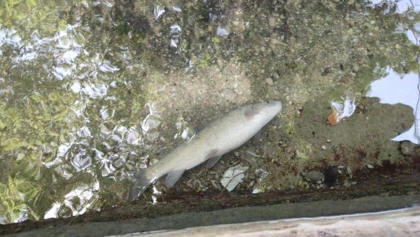 Balıklıgöl'de endişelendiren görüntü 2