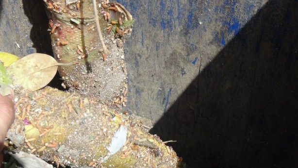 Balıklıgöl'de endişelendiren görüntü 6