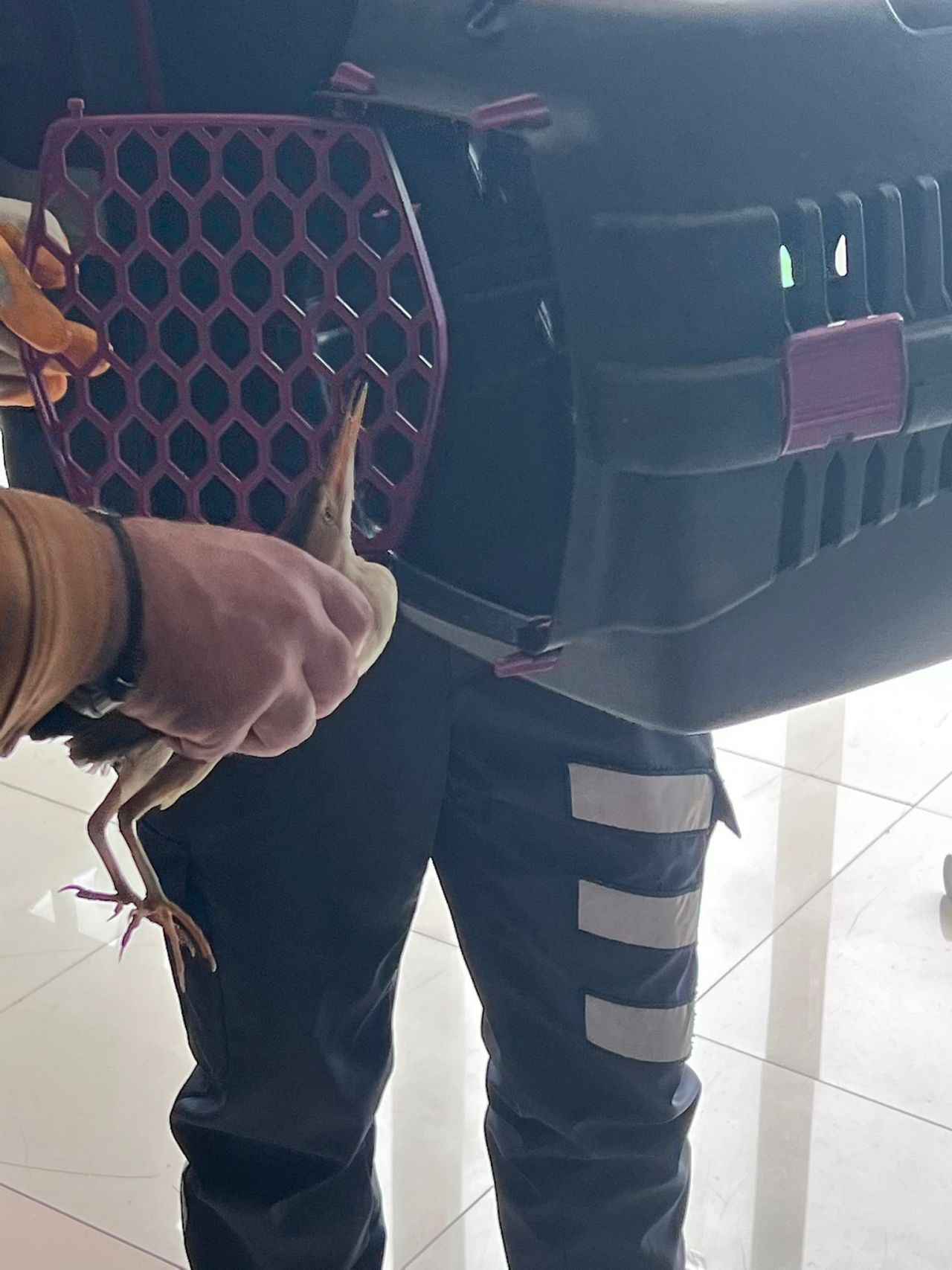 Nesli tükenmek üzere! Silivri'de bulundu 1