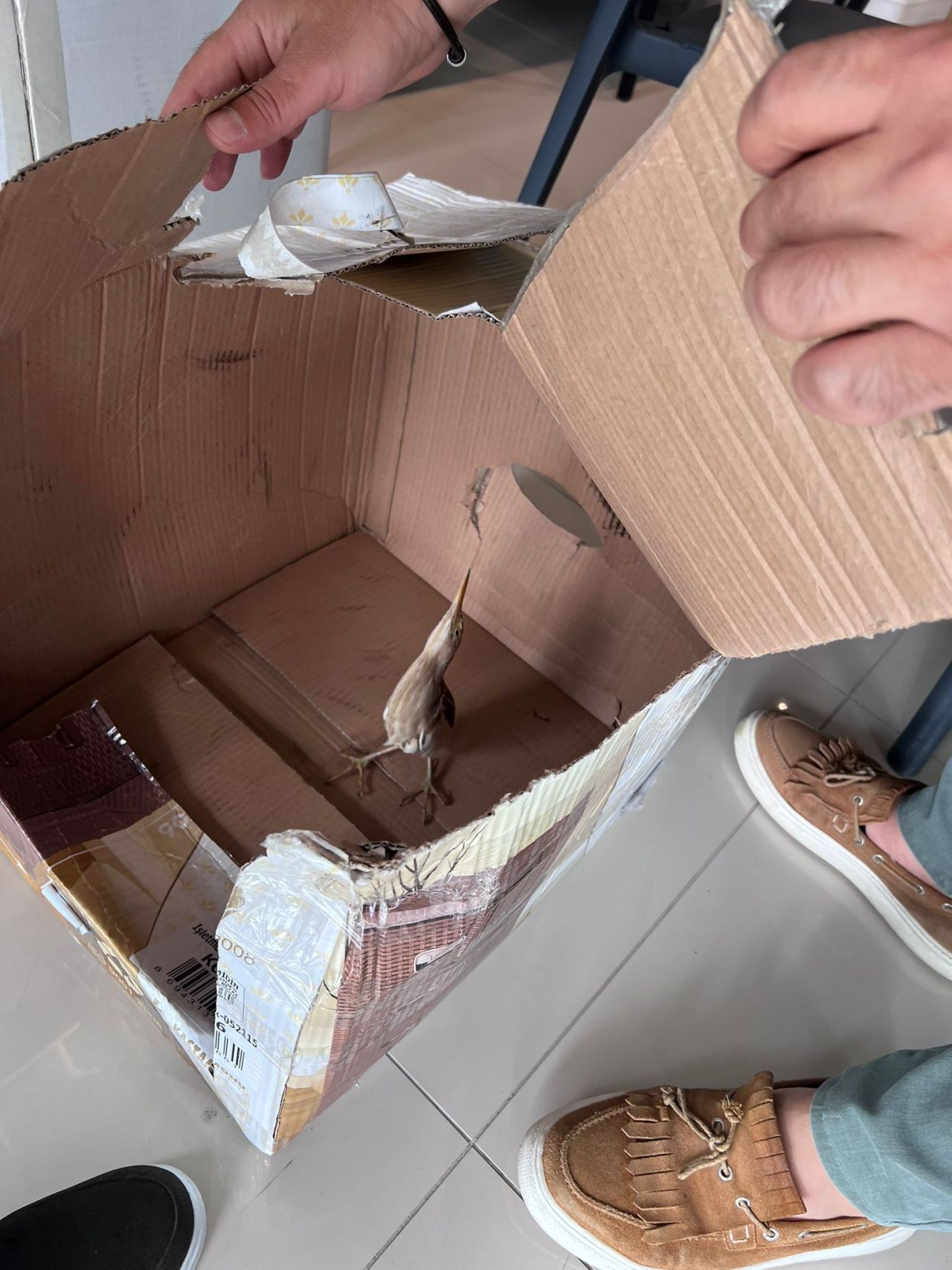 Nesli tükenmek üzere! Silivri'de bulundu 3