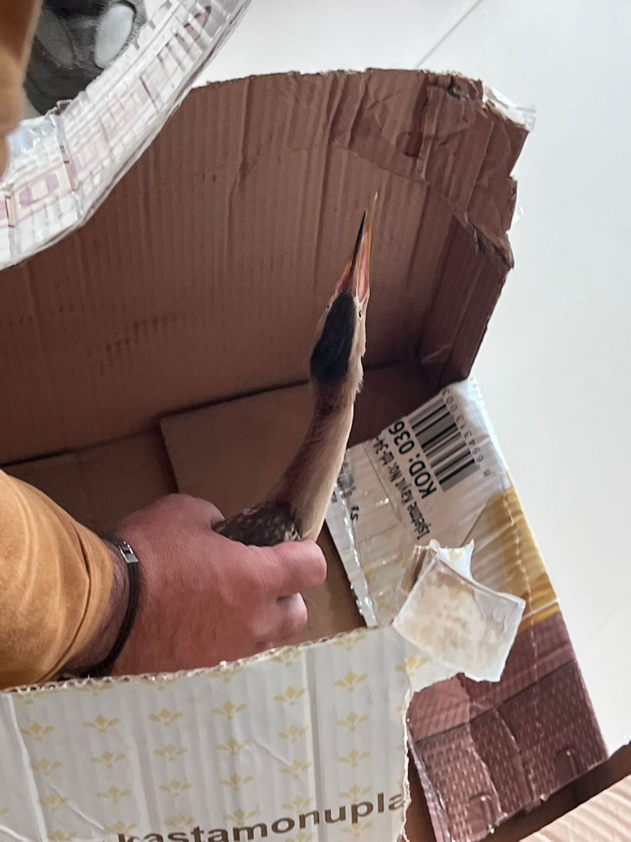 Nesli tükenmek üzere! Silivri'de bulundu 5