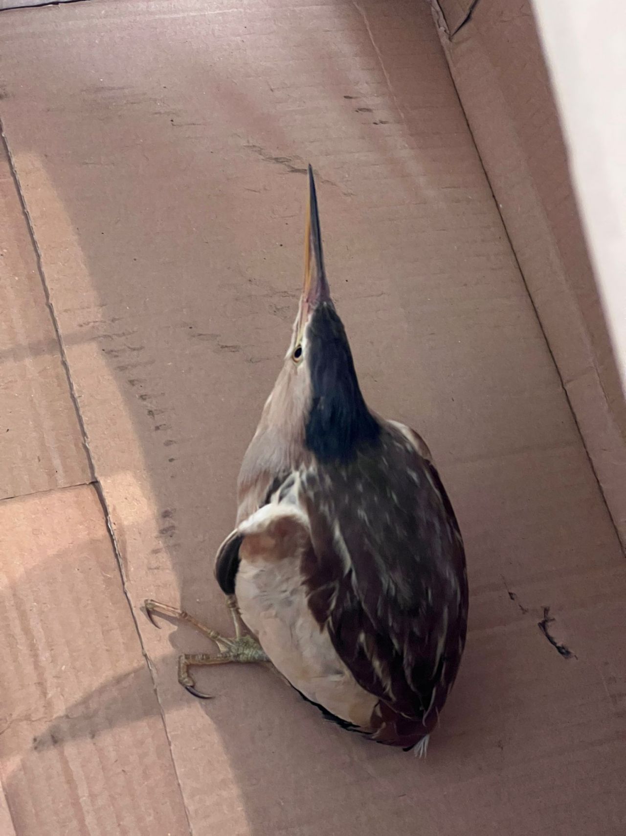 Nesli tükenmek üzere! Silivri'de bulundu 6