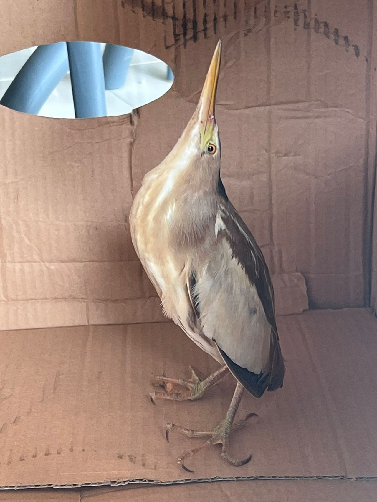 Nesli tükenmek üzere! Silivri'de bulundu 9