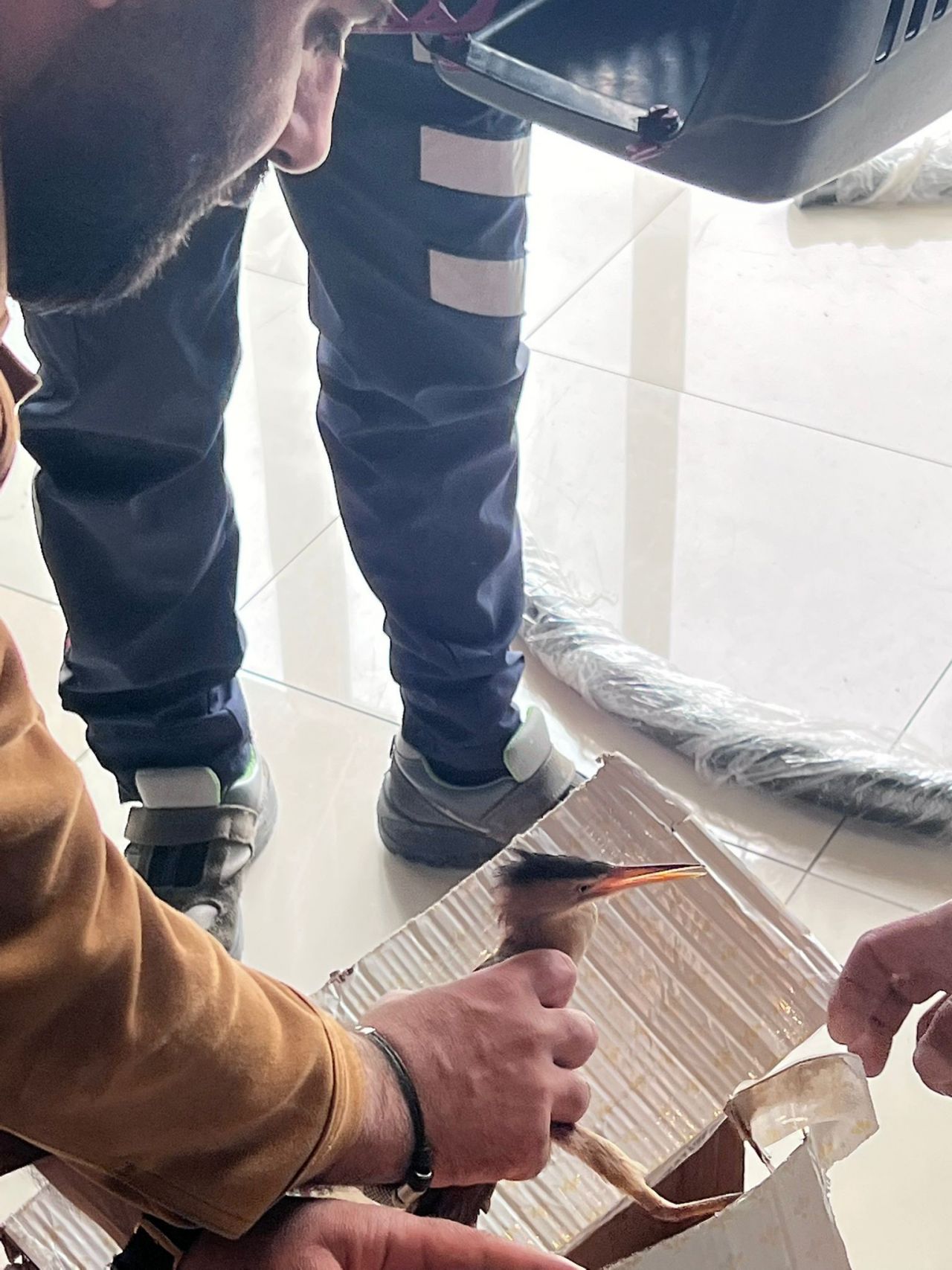 Nesli tükenmek üzere! Silivri'de bulundu 10