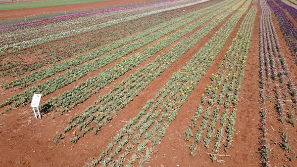 Türkiye'de üretildi... 10'dan fazla ülkeye ihraç ediliyor 10