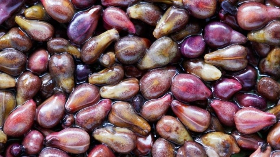 Vücuttaki nikotini dışarı atıp ciğerleri bir haftada tertemiz yapıyor! Her gün en az bir tane… 1