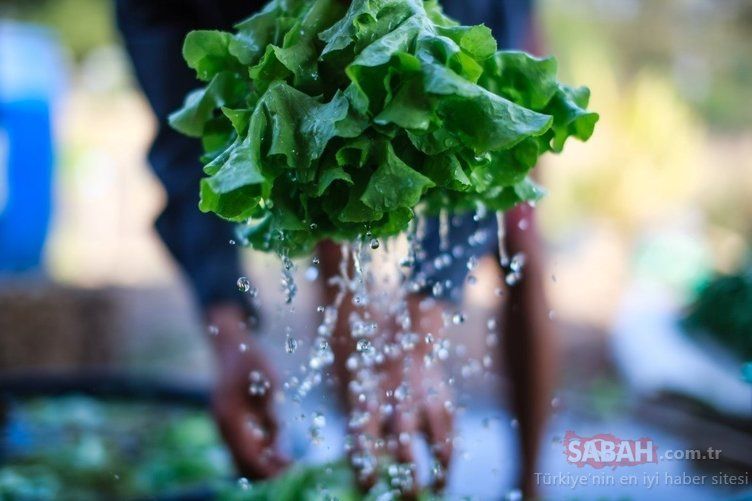 En şifalı besin seçildi! Kanser hücrelerini öldüren mucize besin... 49