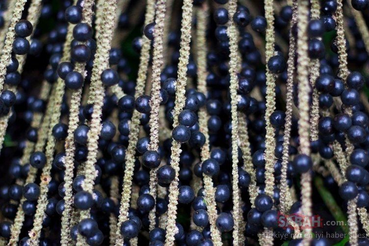 En şifalı besin seçildi! Kanser hücrelerini öldüren mucize besin... 7