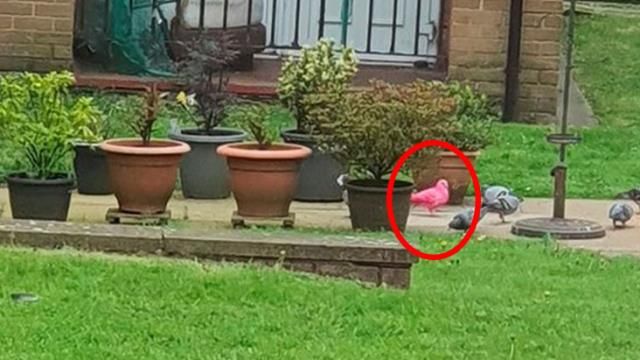 Kadın pencereden görüntüledi: Dünya üzerinde böyle bir güvercine hiç rastlamadım 3