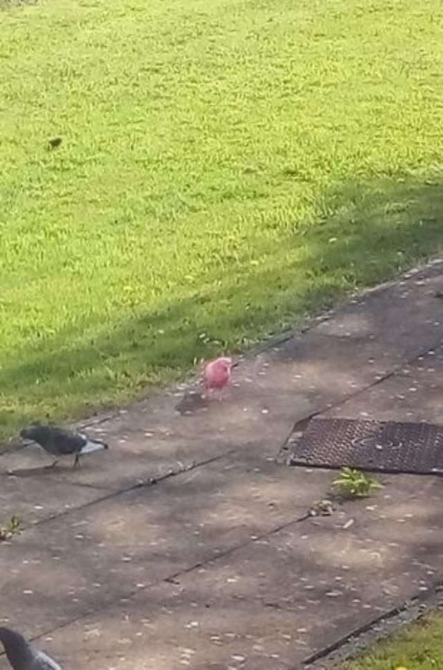 Kadın pencereden görüntüledi: Dünya üzerinde böyle bir güvercine hiç rastlamadım 5