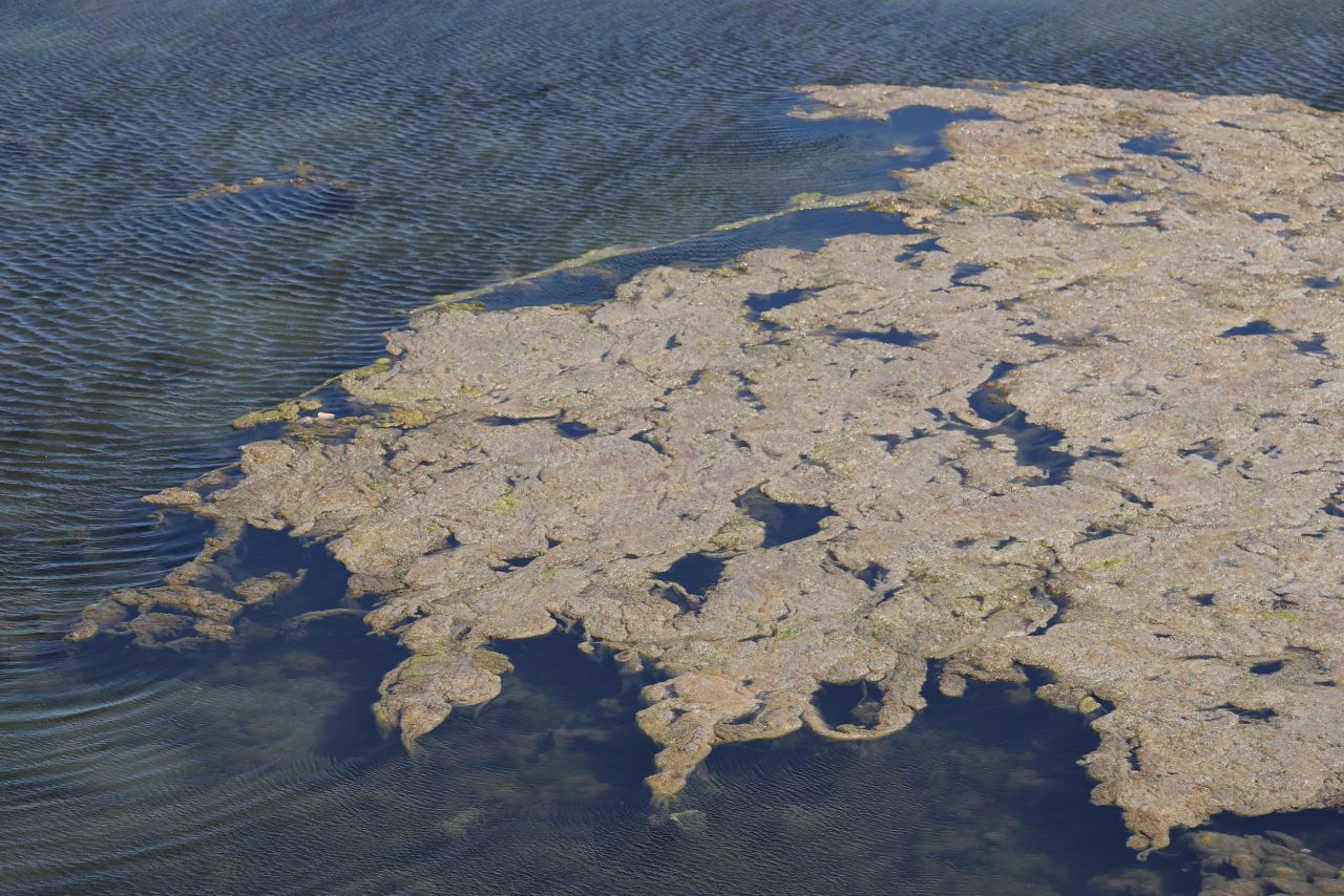 Endişelendiren görüntü! Büyükçekmece Gölü için uyarı 5