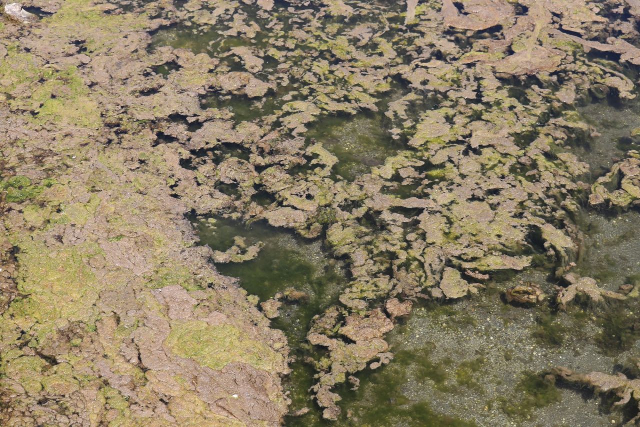 Endişelendiren görüntü! Büyükçekmece Gölü için uyarı 4