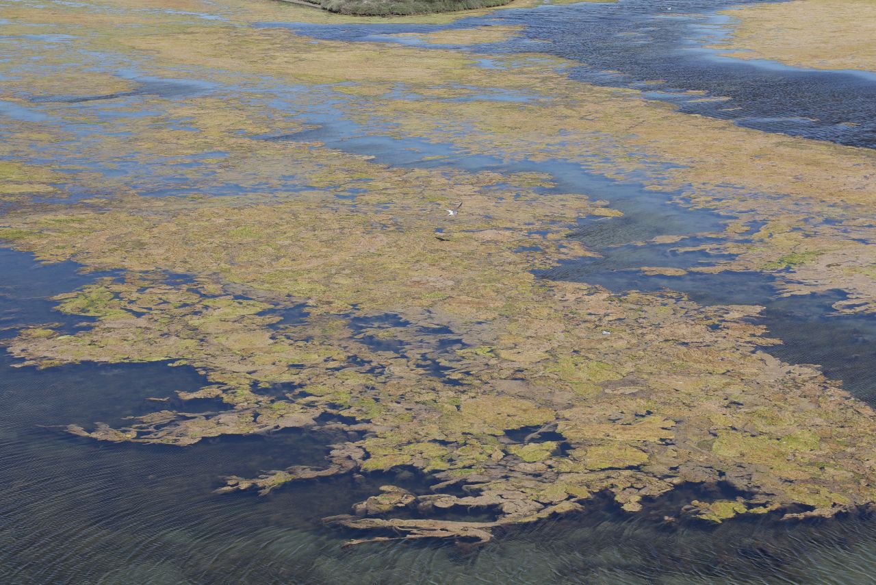 Endişelendiren görüntü! Büyükçekmece Gölü için uyarı 10