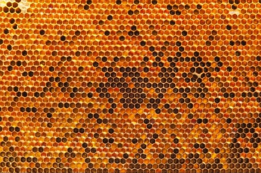 Bu besinin etkisi inanılmaz! Bağışıklığı güçlendiriyor, kanserden koruyor 1