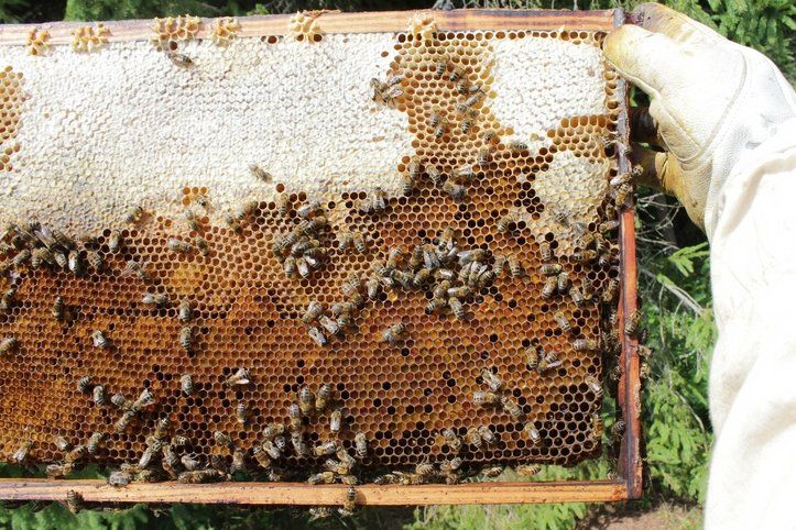 Bu besinin etkisi inanılmaz! Bağışıklığı güçlendiriyor, kanserden koruyor 13