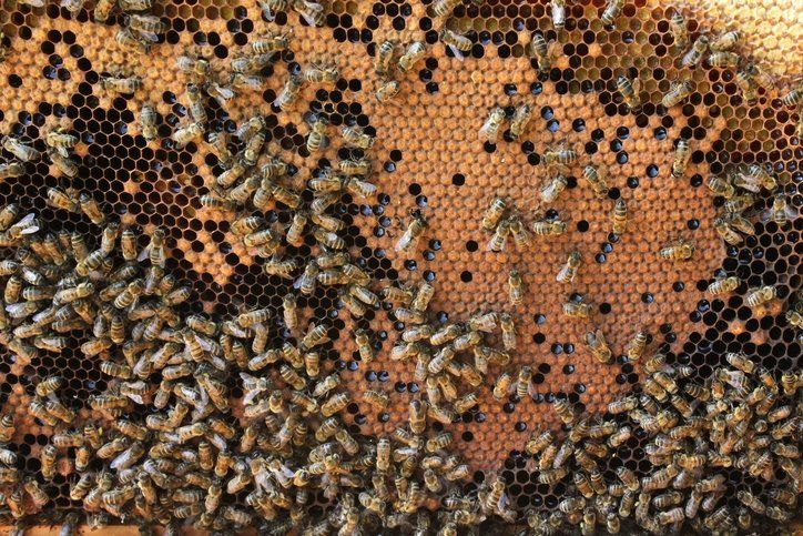 Bu besinin etkisi inanılmaz! Bağışıklığı güçlendiriyor, kanserden koruyor 20