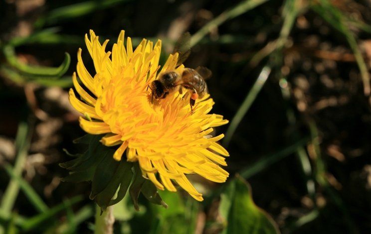 Bu besinin etkisi inanılmaz! Bağışıklığı güçlendiriyor, kanserden koruyor 35