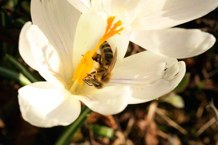 Bu besinin etkisi inanılmaz! Bağışıklığı güçlendiriyor, kanserden koruyor 38