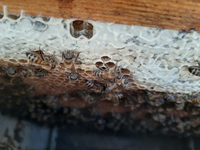 Bu besinin etkisi inanılmaz! Bağışıklığı güçlendiriyor, kanserden koruyor 40