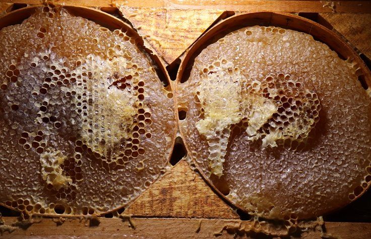 Bu besinin etkisi inanılmaz! Bağışıklığı güçlendiriyor, kanserden koruyor 5