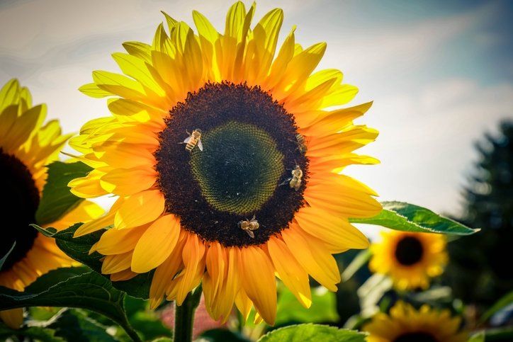 Bu besinin etkisi inanılmaz! Bağışıklığı güçlendiriyor, kanserden koruyor 6