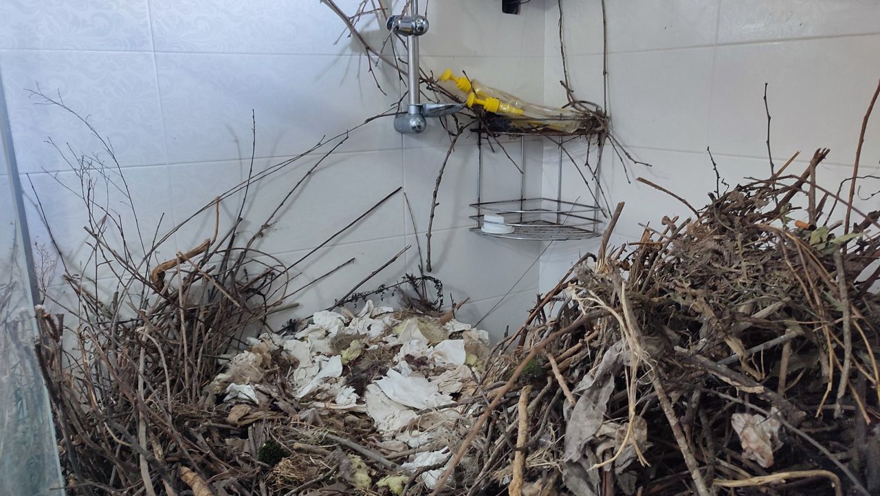 2 yıldır boş olan eve giren kadın şoke oldu! 'Hayatımda böyle bir şey görmedim' 3