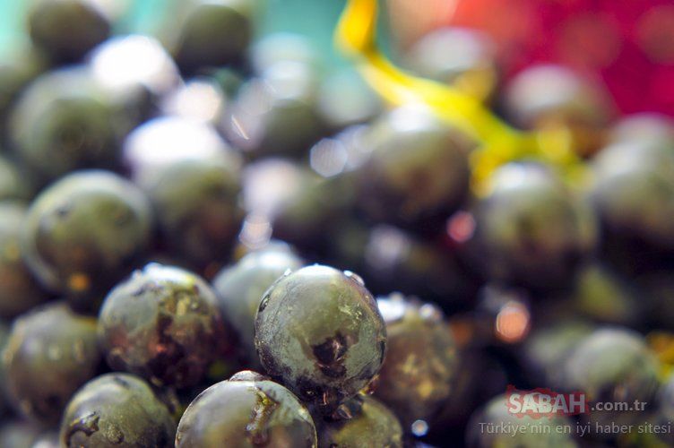 Akciğerleri hızla baştan sona temizliyor! Bu besin doğal antibiyotik gibi 11