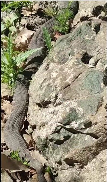 Görüntü Türkiye'den! Boyu tam 3 metre 2