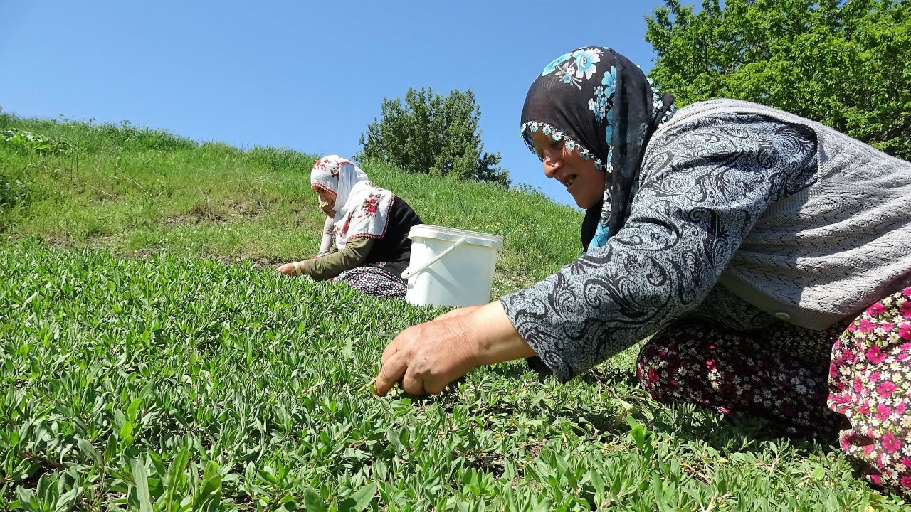 Dağda değil köyde yetişiyor, çiftçinin yüzü gülüyor 3