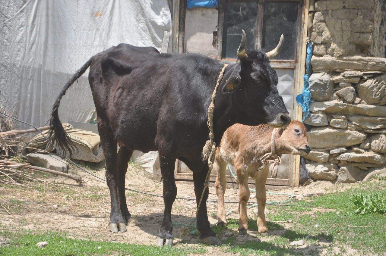 Tek geçim kaynağı olan ineği ölen kadına sürpriz 8