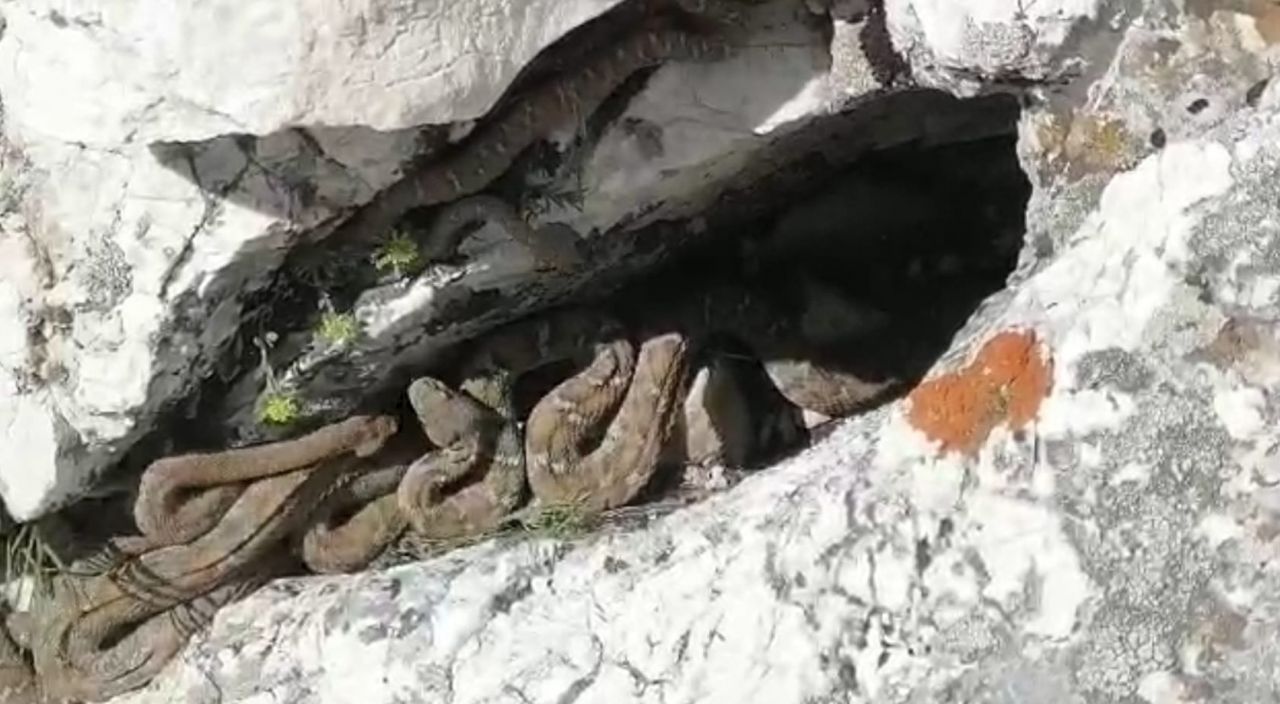 Tek ısırığı bile öldürmeye yetiyor, sürü halinde görüntülendiler 1