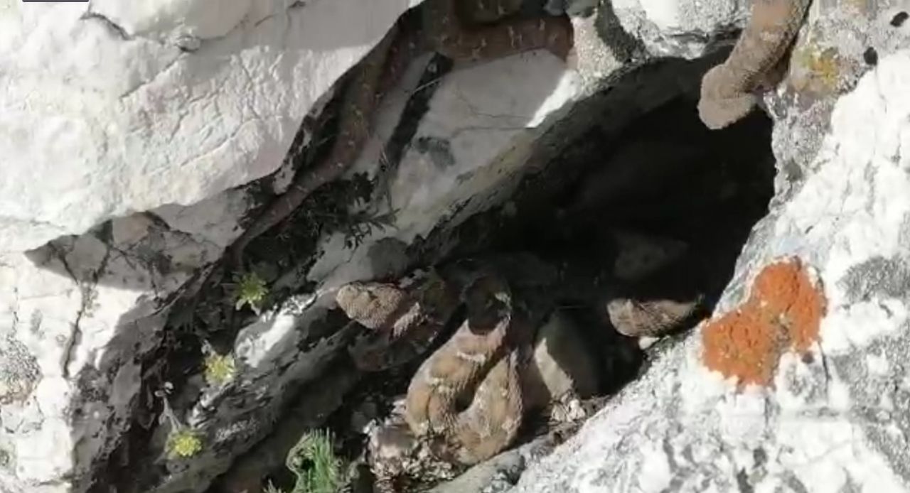 Tek ısırığı bile öldürmeye yetiyor, sürü halinde görüntülendiler 4