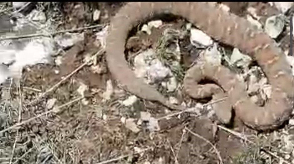 Tek ısırığı bile öldürmeye yetiyor, sürü halinde görüntülendiler 5