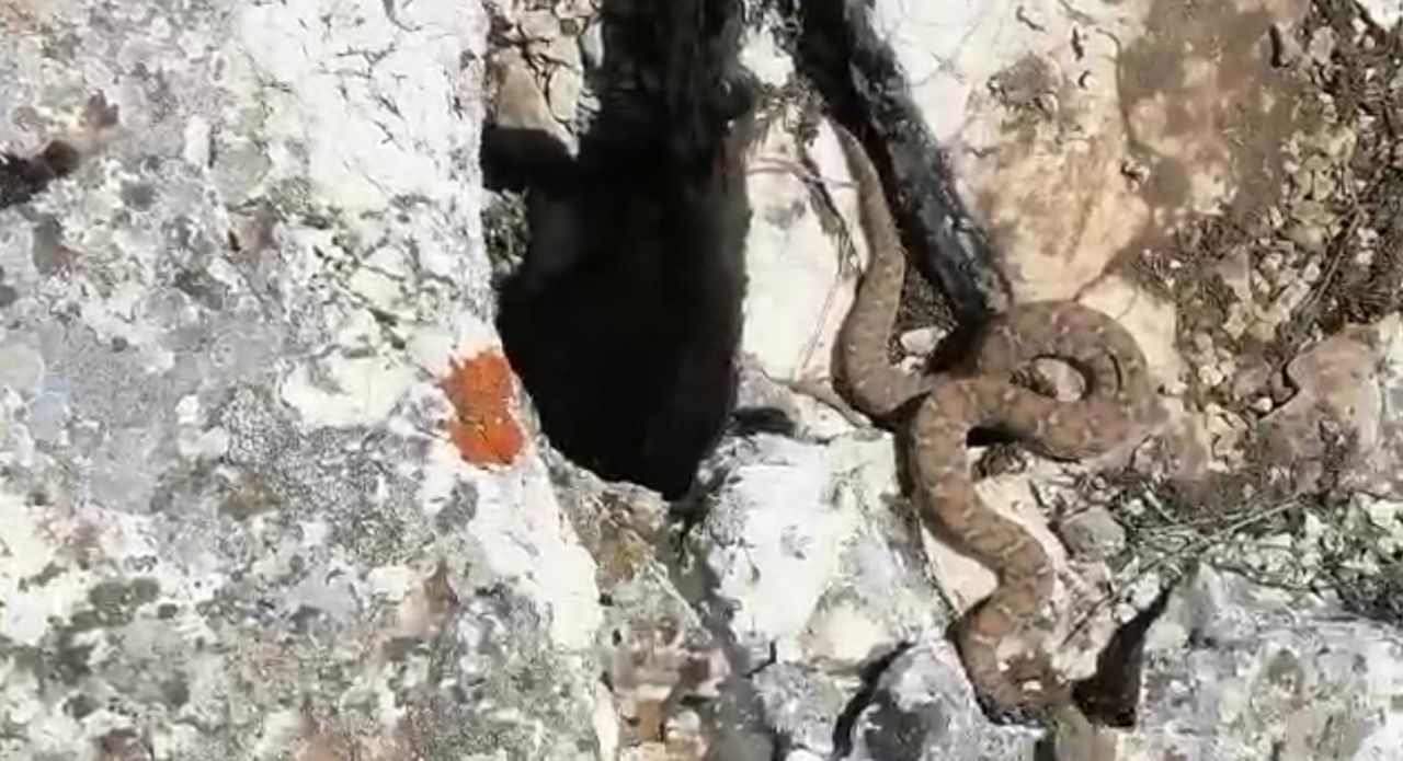 Tek ısırığı bile öldürmeye yetiyor, sürü halinde görüntülendiler 6