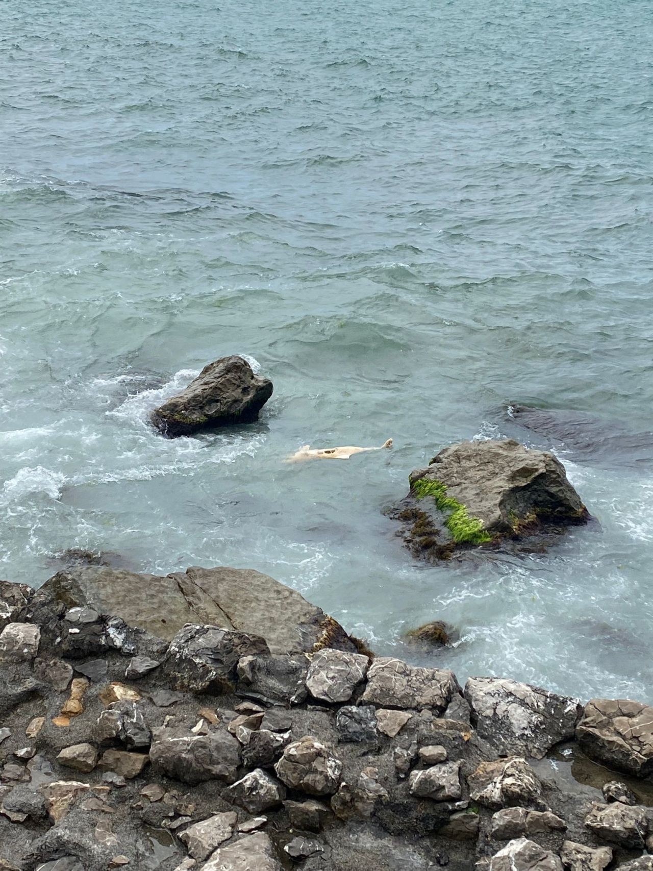Zonguldak’ta kahreden görüntü! Kıyıya vurdu 2