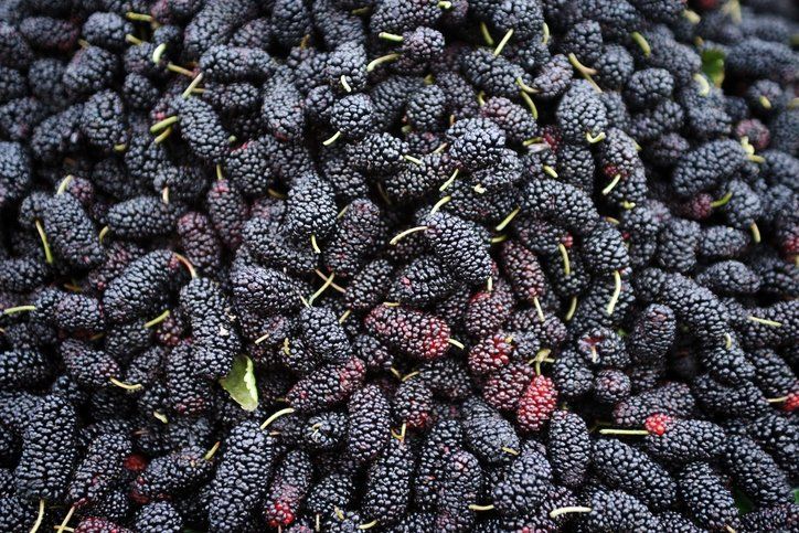 Kaynatıp içen şifa buluyor! Hücreleri onararak kanser riskini ortadan kaldırıyor 15