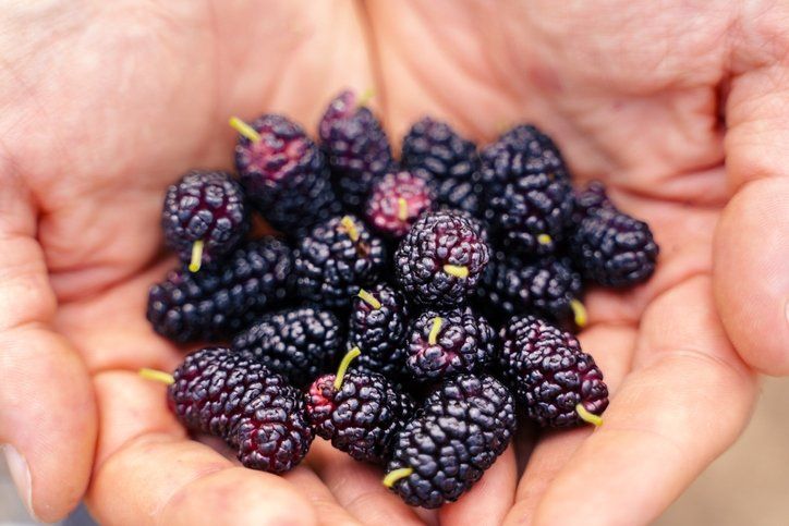 Kaynatıp içen şifa buluyor! Hücreleri onararak kanser riskini ortadan kaldırıyor 19