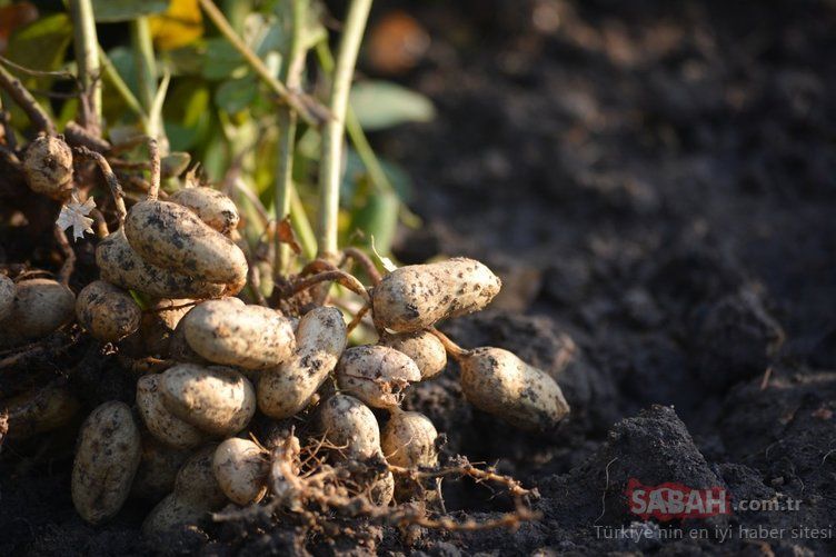 Alzheimer'ın doğal ilacı olarak biliniyor! Bu besin hafıza problemlerini kökten çözüyor 21