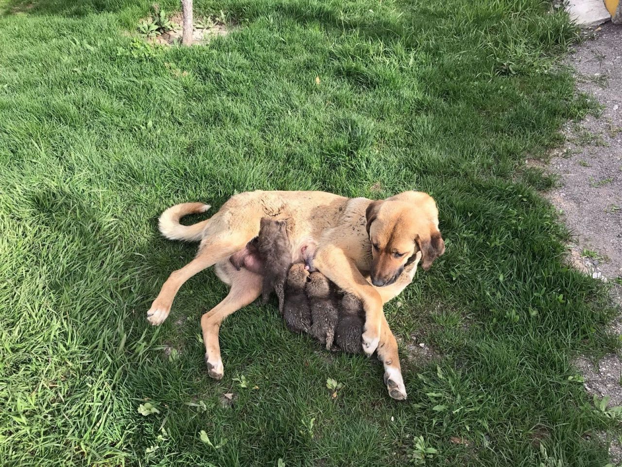 Jandarma köpeği, 4 tilki yavrusuna süt annesi oldu 1