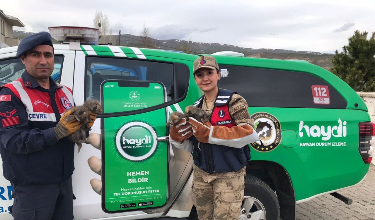 Jandarma köpeği, 4 tilki yavrusuna süt annesi oldu 4