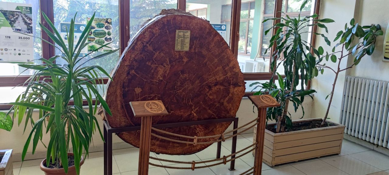 18 dünya olayına tanıklık etti! Tam 550 yaşında 2