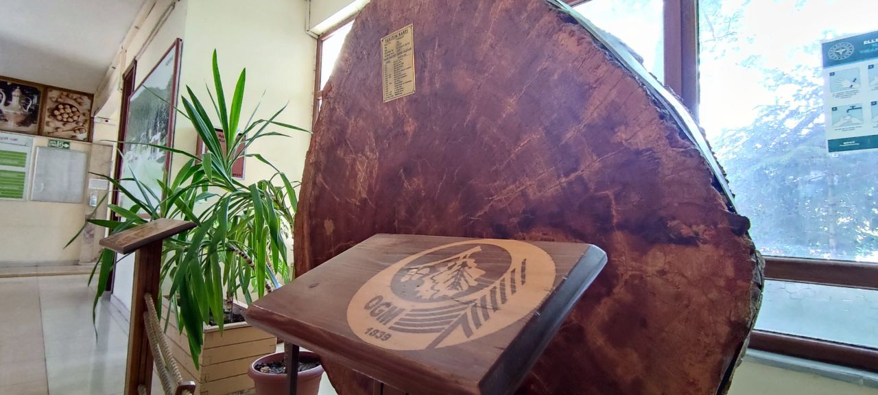 18 dünya olayına tanıklık etti! Tam 550 yaşında 3