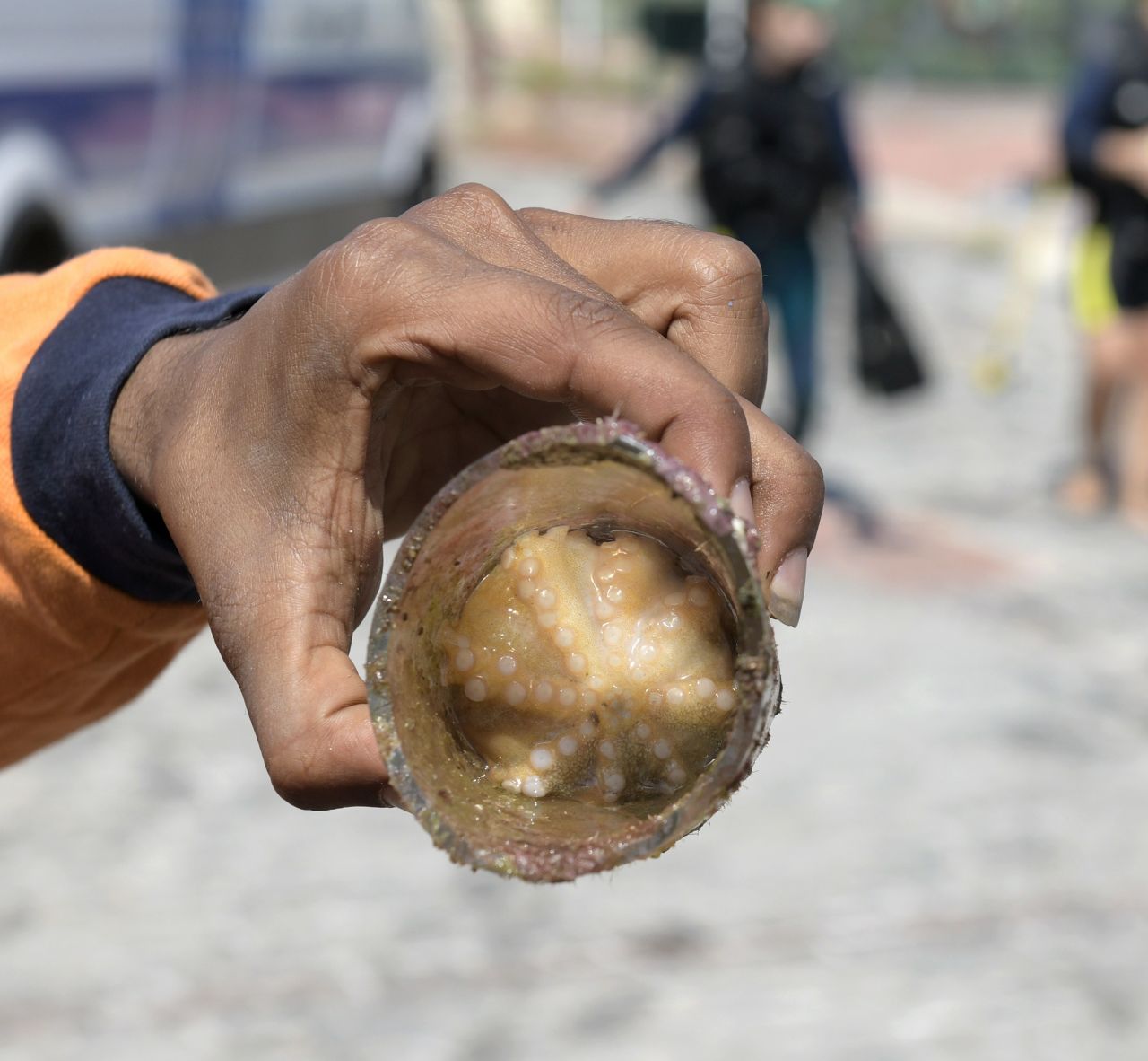Deniz dibi temizliğinde cam bardağa yuva yapan ahtapot çıktı 1