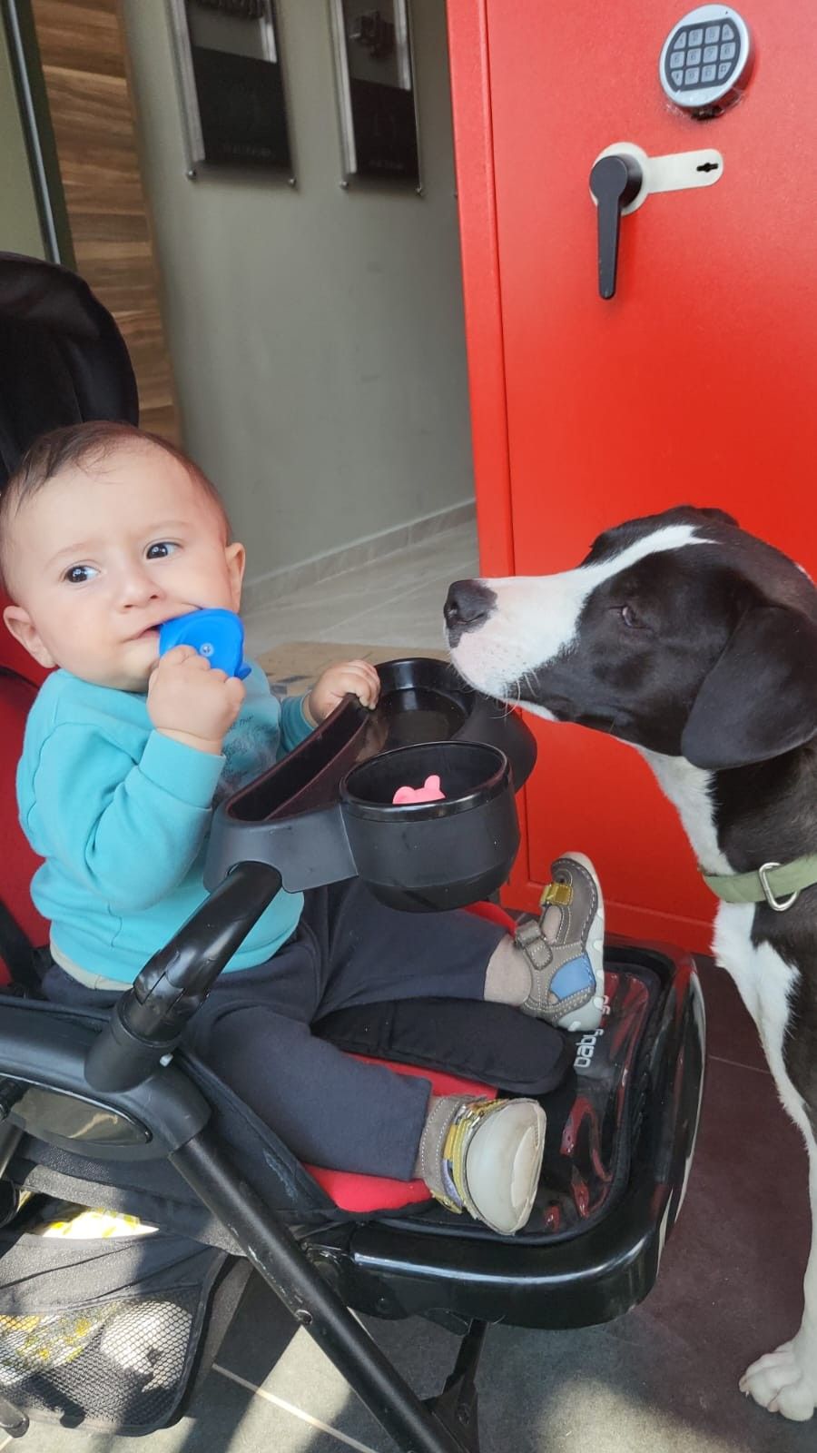 Annesinin terk ettiği kediye köpek sahip çıktı 2