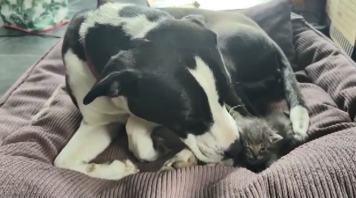 Annesinin terk ettiği kediye köpek sahip çıktı 3