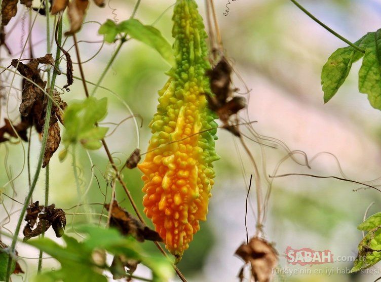 Kandaki tüm mikrobu temizliyor! İşte hastalıkları önleyen mucize besin... 14