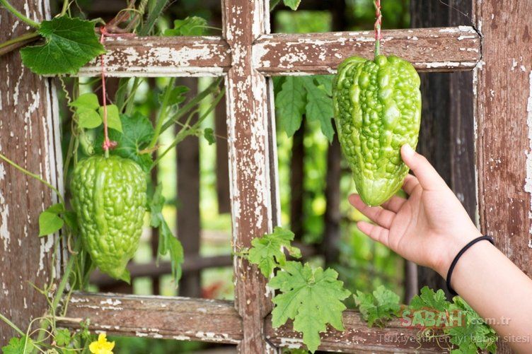 Kandaki tüm mikrobu temizliyor! İşte hastalıkları önleyen mucize besin... 15