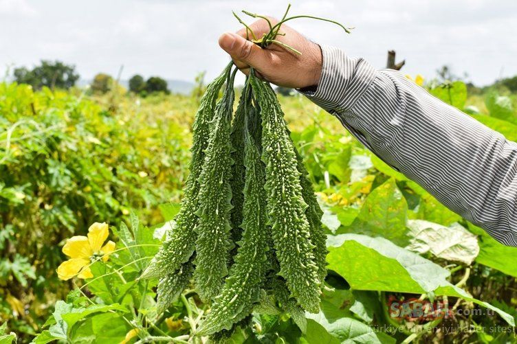 Kandaki tüm mikrobu temizliyor! İşte hastalıkları önleyen mucize besin... 33