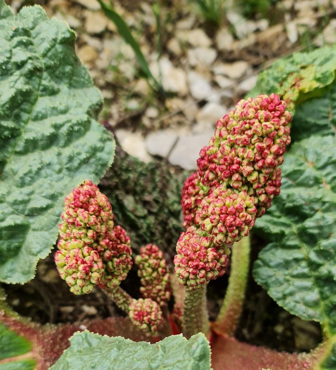 Doğada kendiliğinden yetişiyor! Birçok faydası var... 2